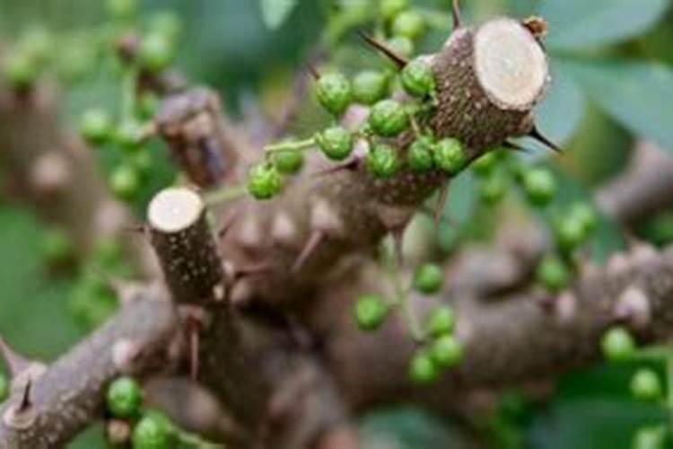 花椒树施什么肥料最好
