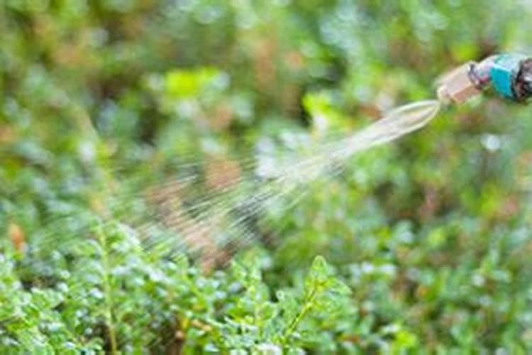 植物施肥多久吸收 植物施肥后多久吸收养分？
