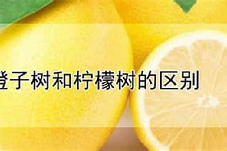 橙子树春季需要上什么肥料？