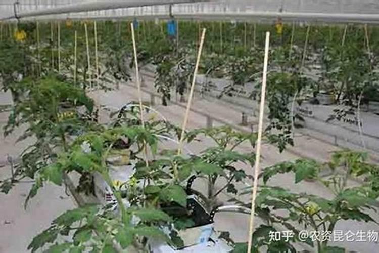 果树增甜用什么肥料 果树用什么肥料比较甜