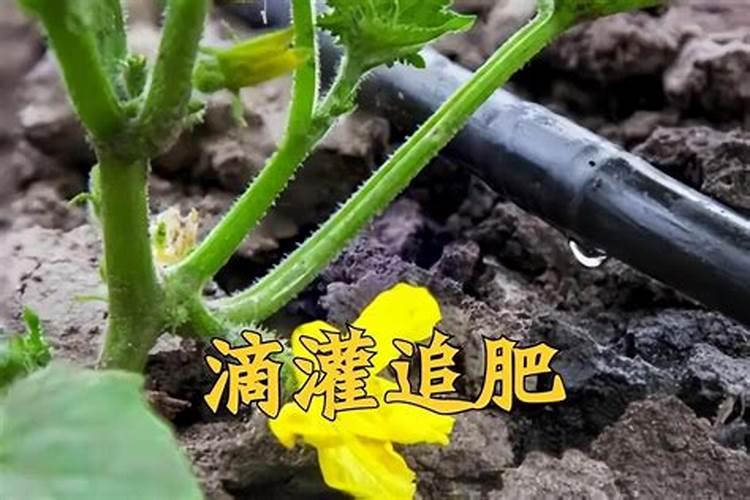 水溶肥是什么肥料 水溶性肥料的优缺点有哪些