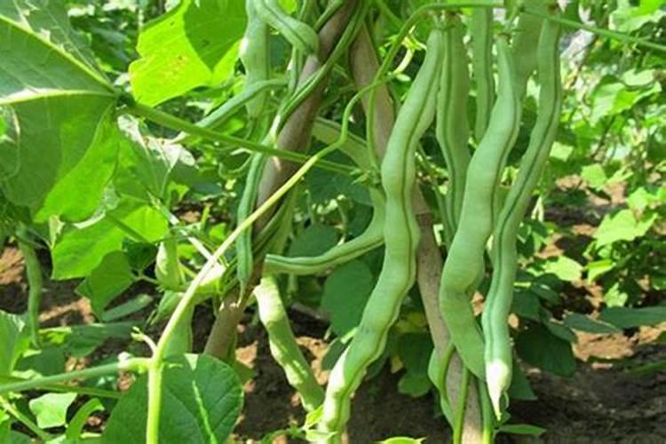 桂花树施肥用什么肥料