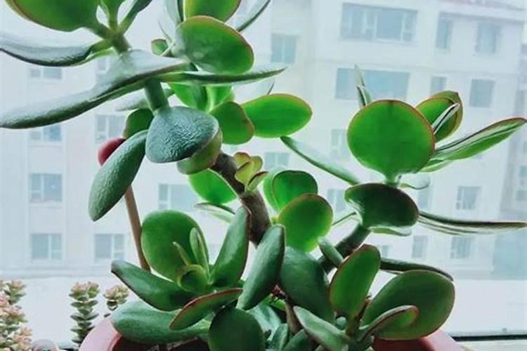 燕子掌喜欢什么肥