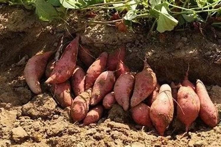 红薯用什么肥料才能高产