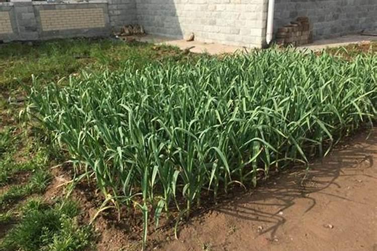 水养植物用什么肥料 养富贵竹用什么肥料好