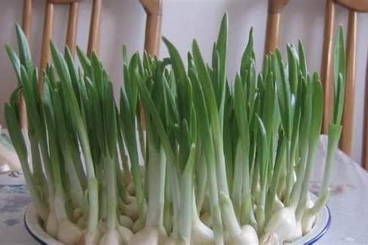 蒜苗施什么肥最好