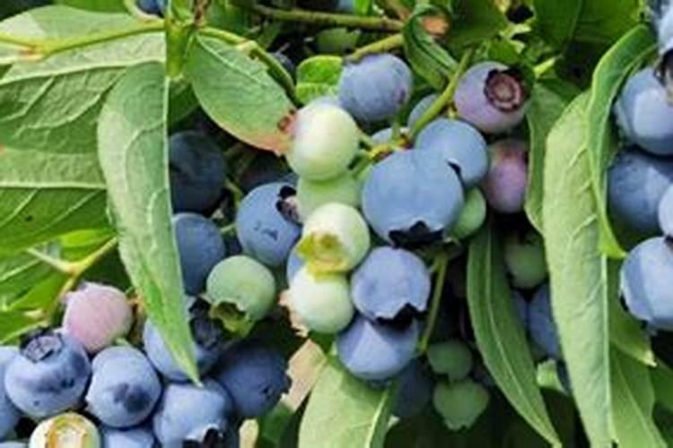 蓝莓滴灌带硼肥的作用