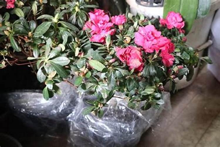 庭院花草施肥方法