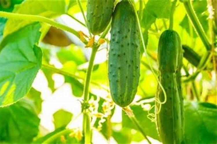 黄瓜结果以后还能浇肥水吗 施什么肥好