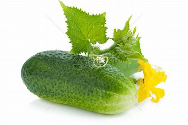 黄瓜坐果期施什么肥料