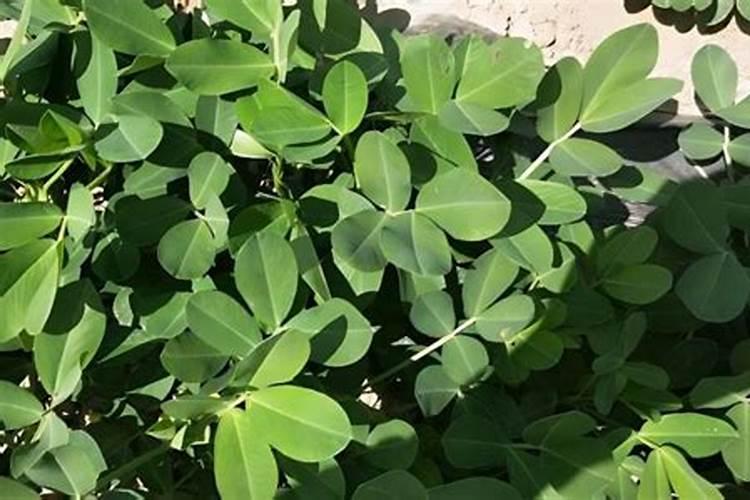夏花生施什么肥？施多少合适？