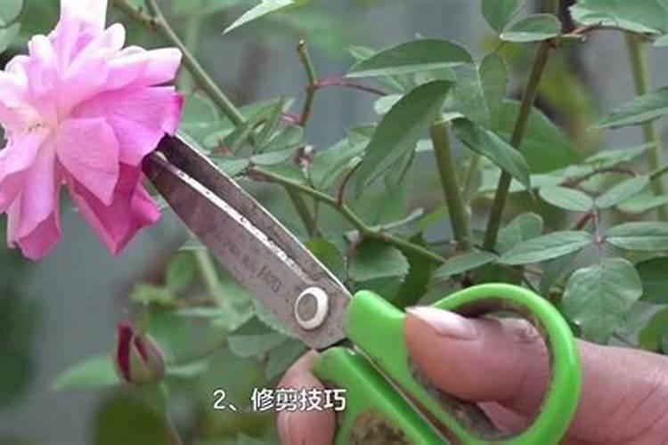 桃树谢花80%打什么药