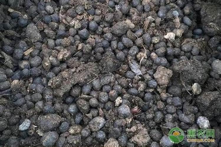 芋头怎样种植才高产