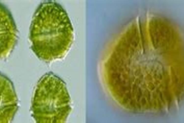 虾塘能不能用尿素肥水？