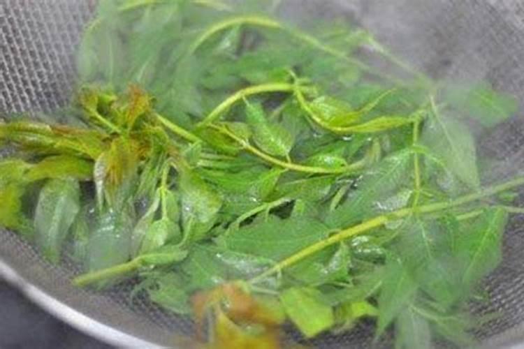 龙葵怎么吃效果好 龙葵的种植方法及采收