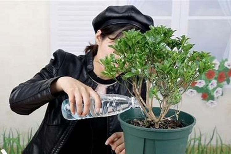 杜鹃花换盆用什么底肥