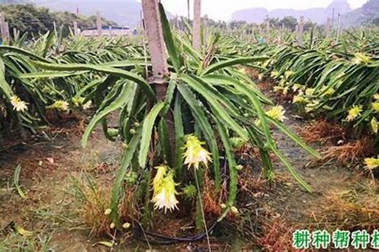 专家好!芸苔素内酯对火龙果有什么作用？