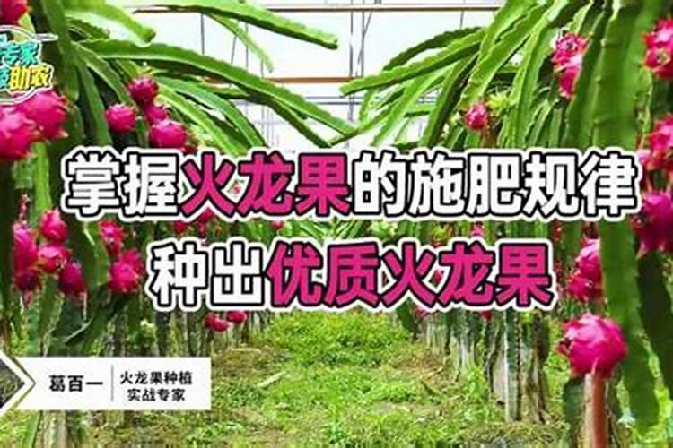 火龙果能使用芸苔素内酯吗？使用芸苔素内酯都有哪些作用？