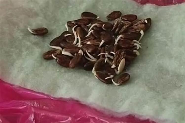 西瓜什么时候施硼肥