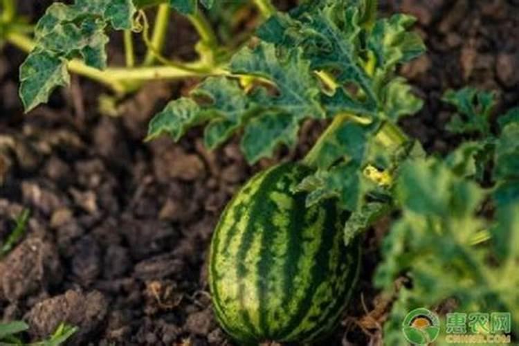 种西瓜用什么肥料