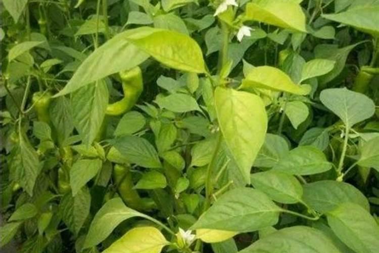辣椒苗用什么肥料最好