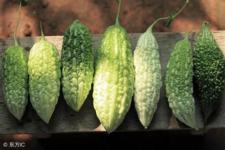 苦瓜嫁接栽培应注意哪些问题？为什么？