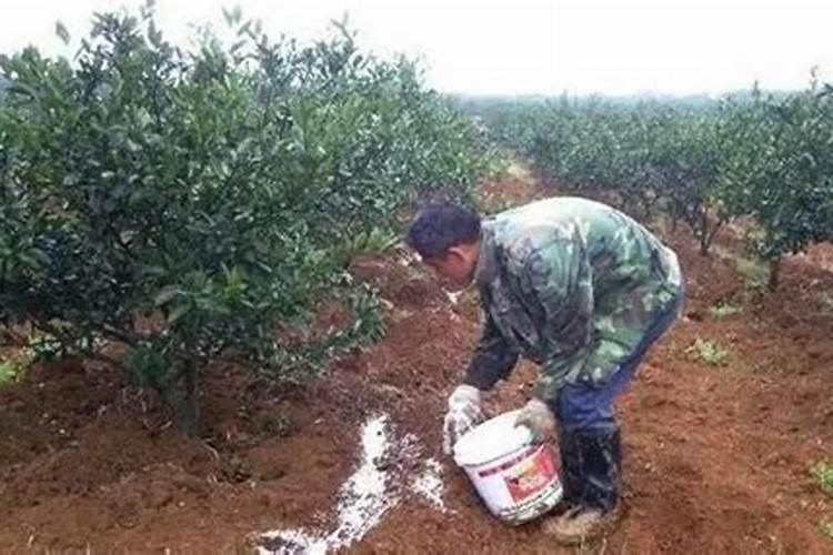 果树什么时候施肥最好 果树何时施肥最好