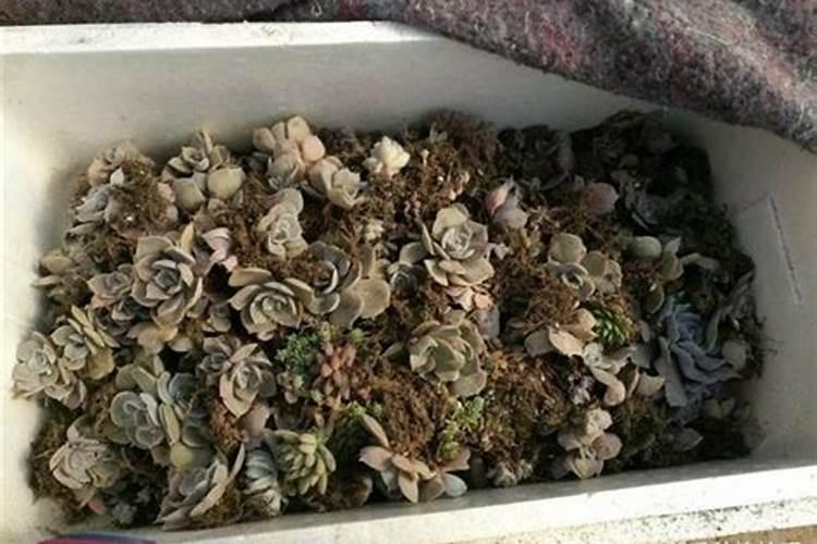 种植大豆什么时间打防虫药(大豆什么时候喷杀虫剂)