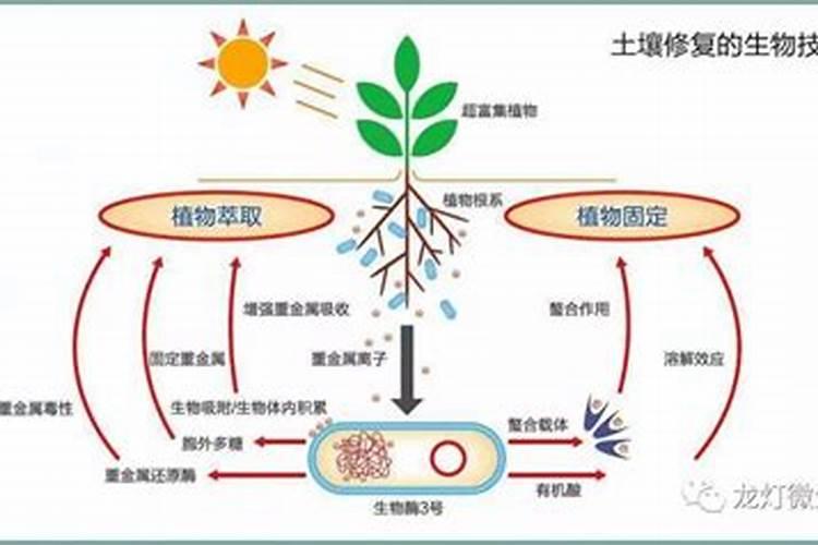 什么叫菌制剂？怎么使用？