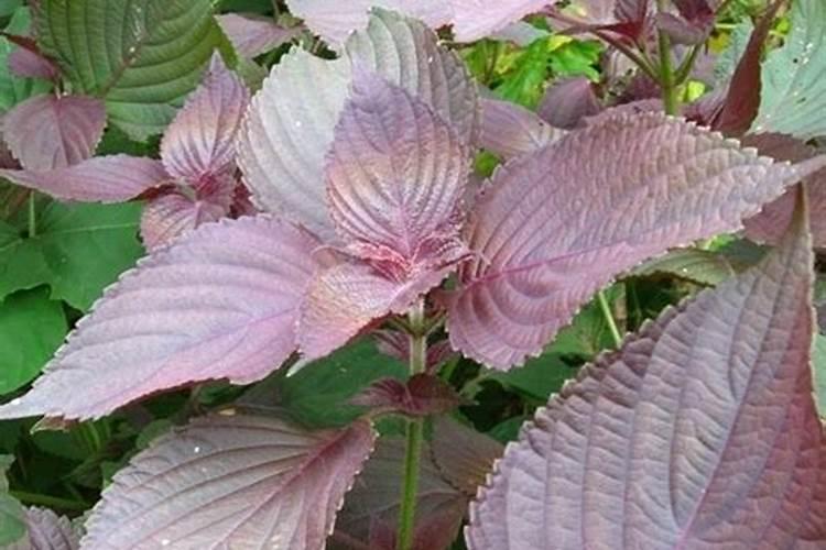 昙花长花蕾的时候可以施肥吗