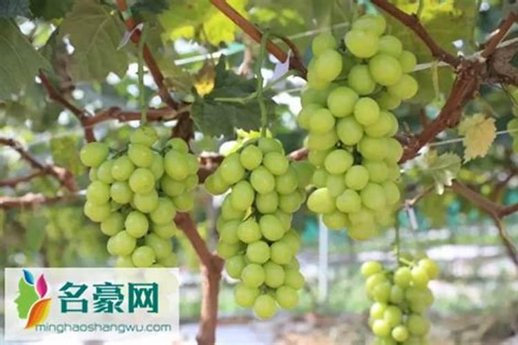 我的故乡200字作文