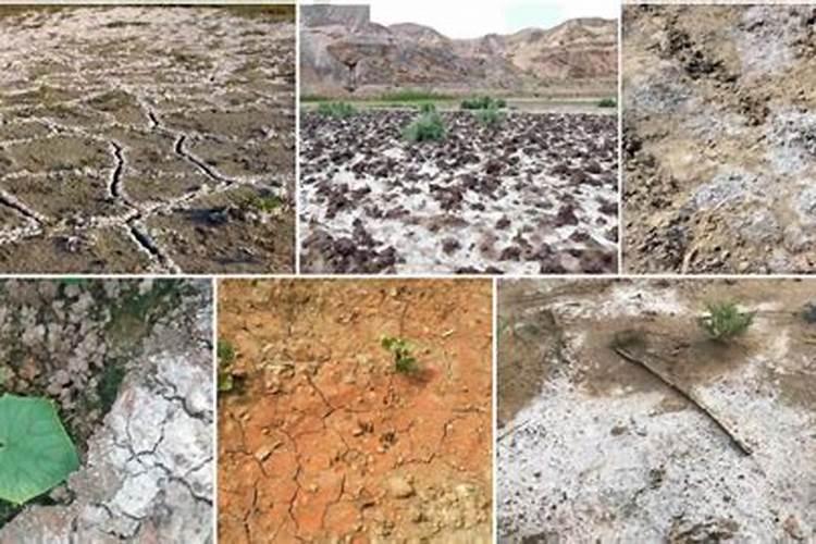 盐碱地水稻怎样施用磷钾肥？