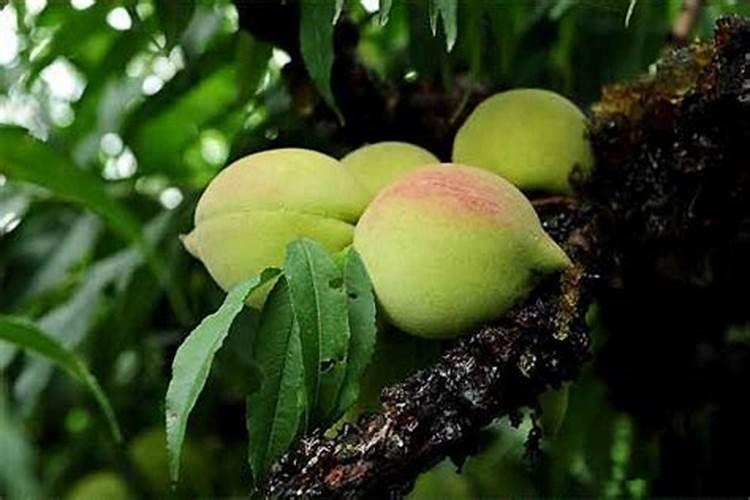 鹰嘴桃树太小是不是不能让它挂果？