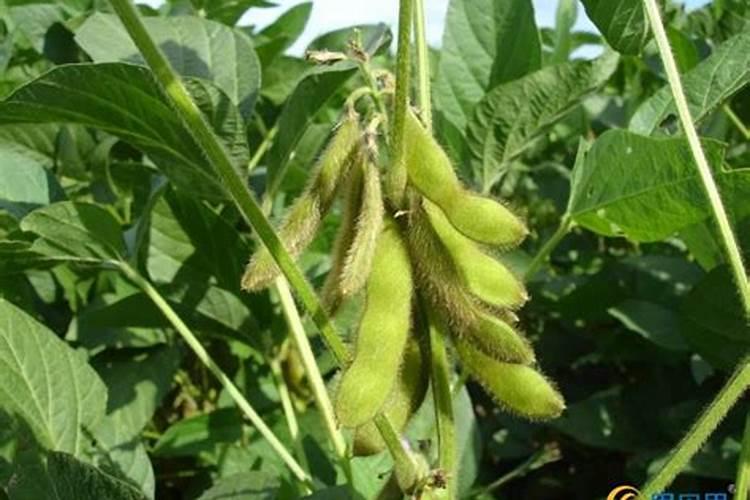 大豆结荚期用什么叶面肥