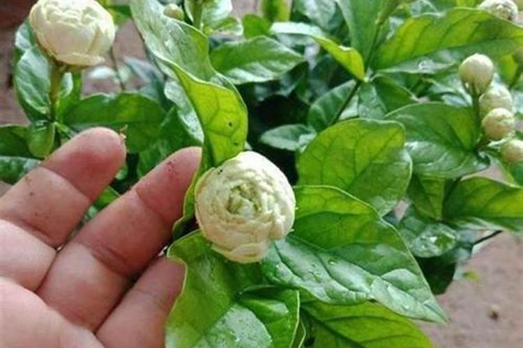 茉莉花一般施什么肥料好