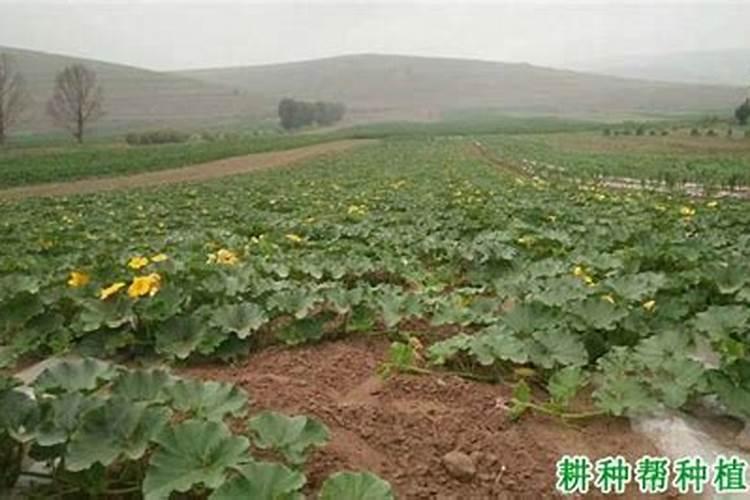 南瓜追肥用什么肥料好