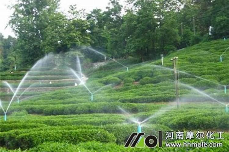葡萄保果后几天浇水,如何浇水,早上浇还是晚上浇好？