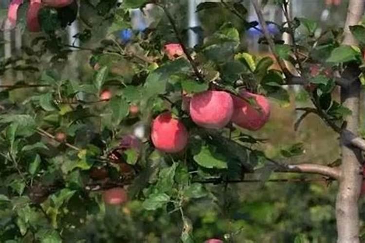 苹果树8月份可以用销酸铵钙吗