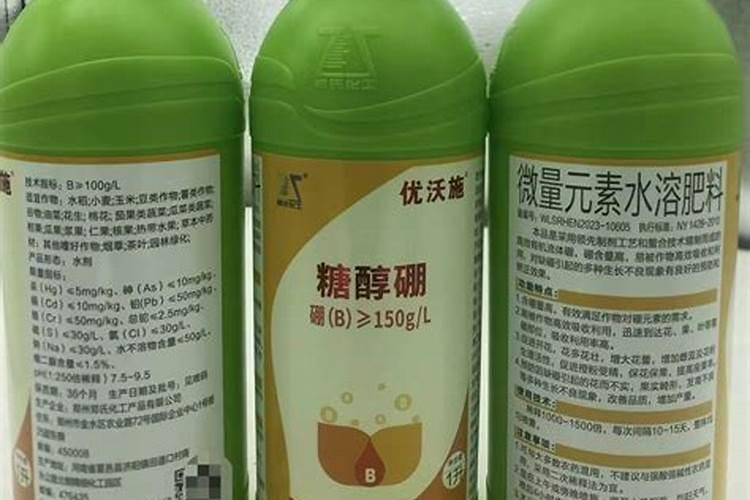家里的植物凤梨要如何养殖植物凤梨养殖方法