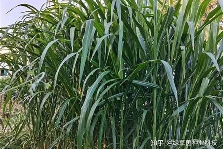 甜象草种植技术和方法