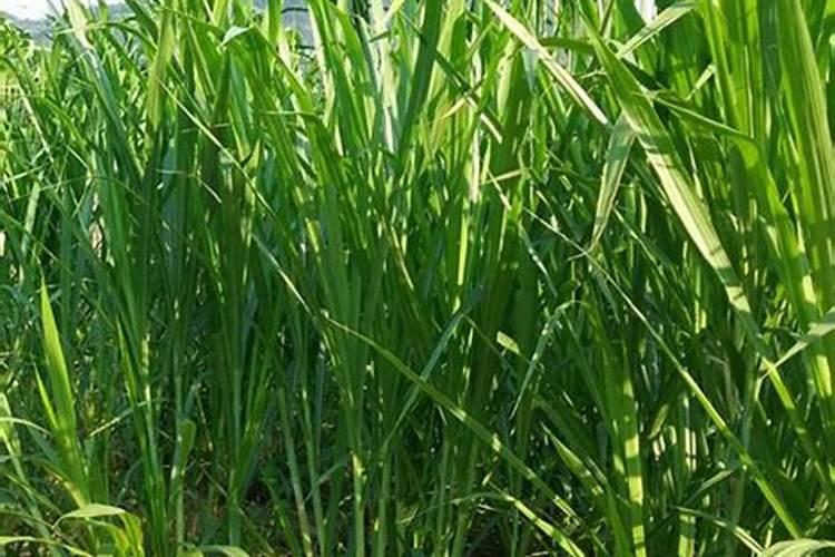 如何种植甜象草甜象草的种植技术(2)