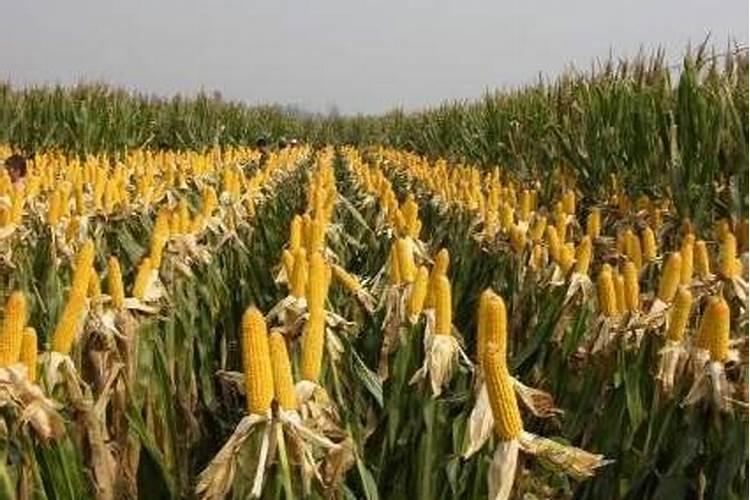 流体硼叶面肥的用量及使用 流体硼叶面肥在玉米什么时候用