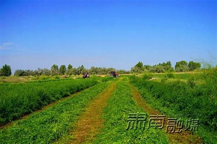 紫花苜蓿在新江和田地区怎样种植