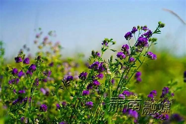 苜蓿草亩产量碱性地可以种吗