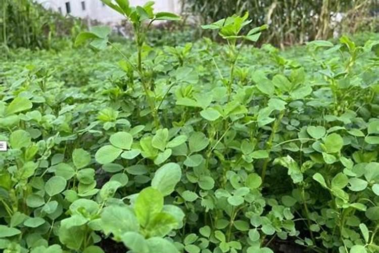 紫花苜蓿栽培技术要点