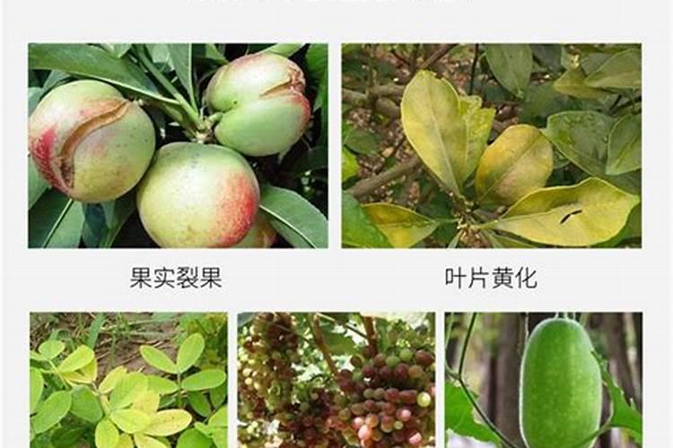 果树缺铁用什么肥料好 补铁追肥方法有哪些