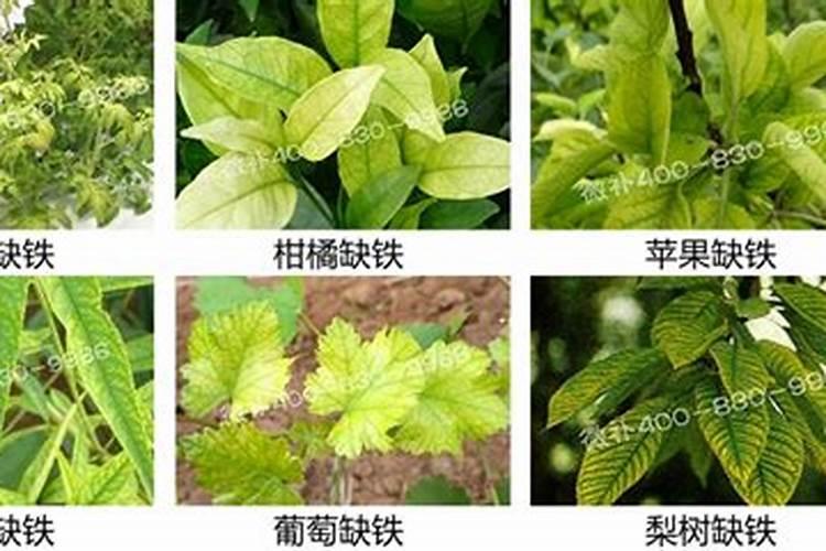 果树缺铁用什么肥料好 补铁追肥方法有哪些