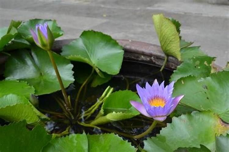 家庭茶花的养殖方法和修剪方法