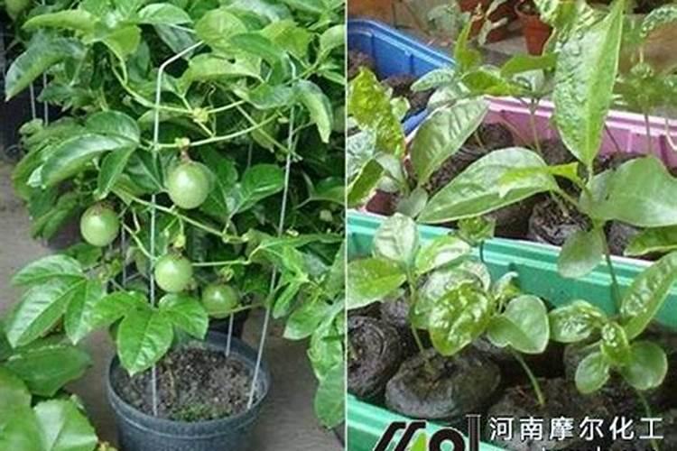 鱼蛋白肥料的功效与作用