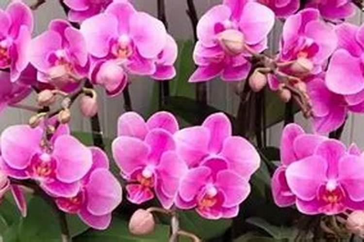 蝴蝶兰花的养护管理方法